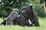 CANE CORSO 1294
